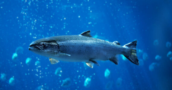 an atlantic salmon swimming underwater