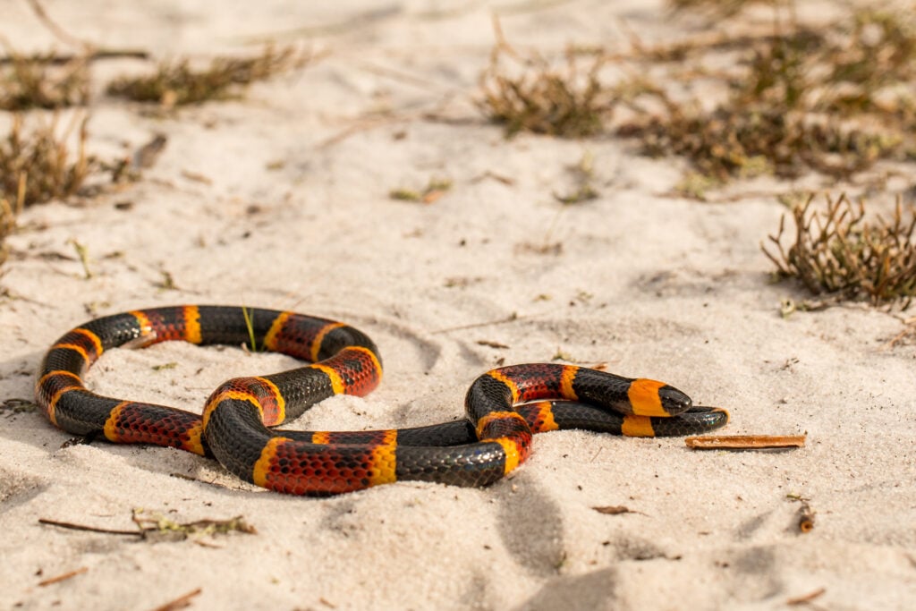a coral snake slithering in the sand