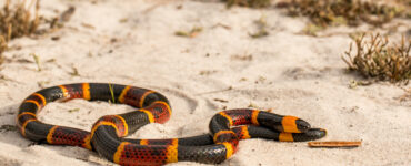 a coral snake slithering in the sand