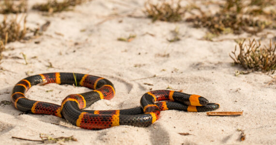 a coral snake slithering in the sand