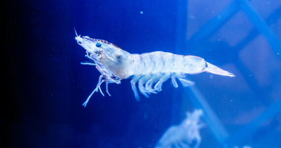 a shrimp swimming underwater