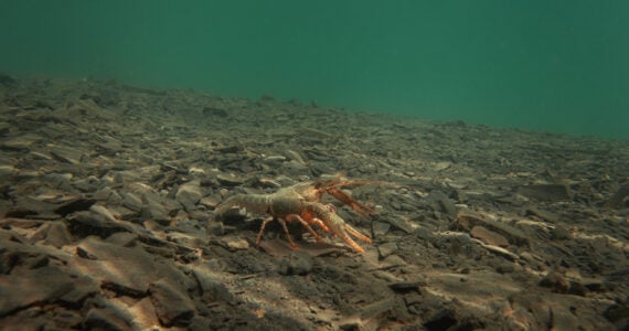 a crawfish walking along the bottom of a lake