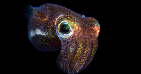 a bobtail squid deep underwater