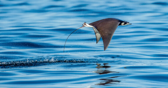 a devil ray leaping out of the water
