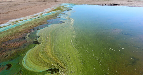 a beach with green polluted water