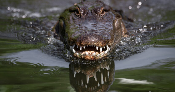 an alligator swimming towards the camera in the water