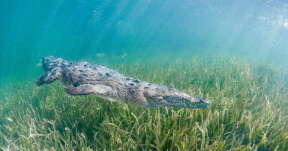 a crocodile swimming in the ocean