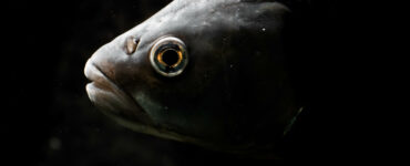 a close up of a fish on a black background