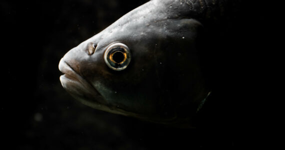 a close up of a fish on a black background
