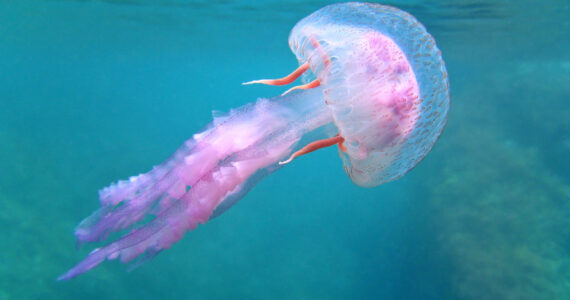 a beautiful jellyfish swimming underwater