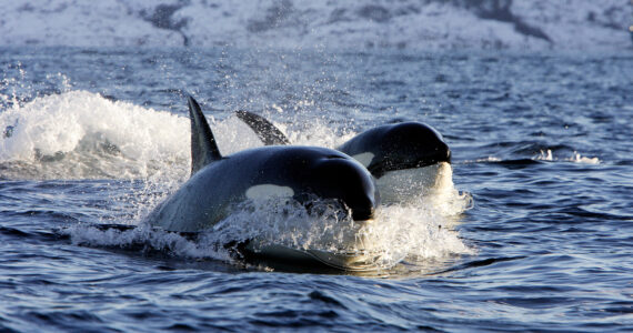 two killer whales swimming at high speed on the surface of the water