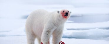 a polar bear eating a recent kill