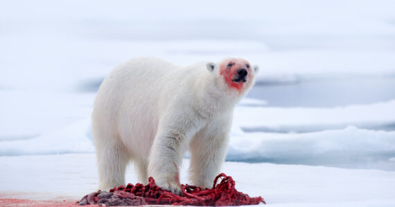 a polar bear eating a recent kill