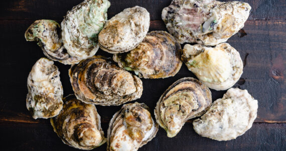 raw oysters on a wooden table