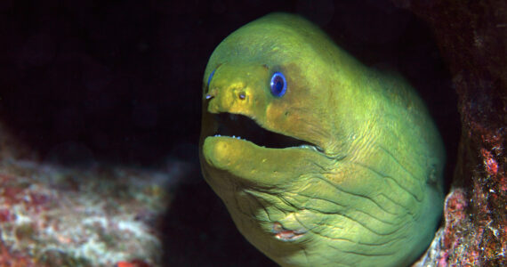 an eel peeking out of a coral hole