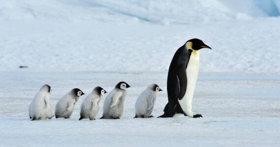 an emorer penguin leading its chicks around behind it