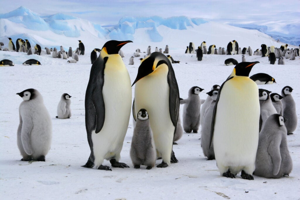 emporer penguins huddling with their young