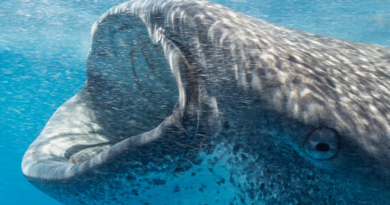 a whale shark filter feeding on plankton and krill