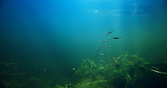 a view of freshwater