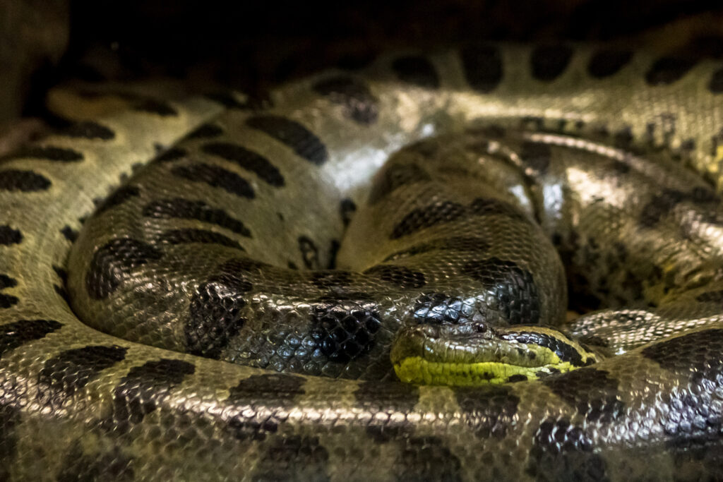 a giant anaconda coiled up