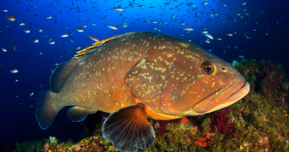 a beautiful grouper underwater