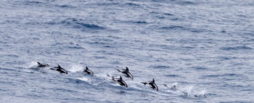 a pod of hourglass dolphins swimming in the ocean