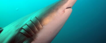 a close up of a shark and its gills