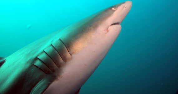 a close up of a shark and its gills
