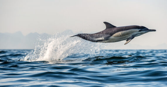 a dolphin swimming fast and jumping out of the water