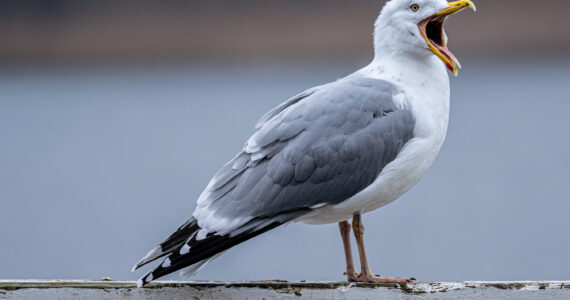 a seagull perched on a railing with its mouth open