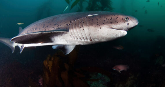 a 7 gill shark swimming underwater