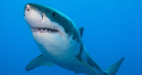a close up of a great white shark and its teeth