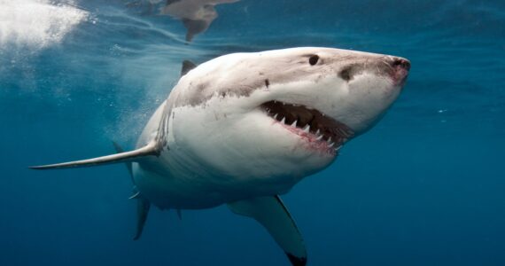 a great white shark swimming in the ocean