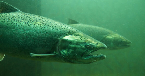 a king salmon up close underwater