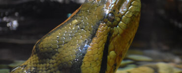 the head of a massive anaconda
