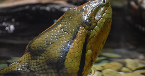 the head of a massive anaconda