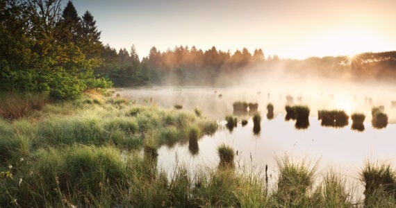 a foggy swamp