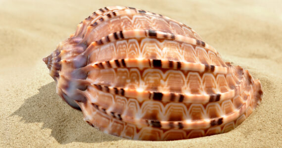a rendering of a rare and exotic seashell in the sand on the beach