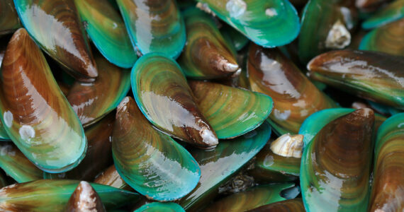 a pile of asian green mussels