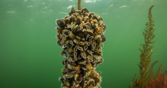 farmed mussels on a rope underwater