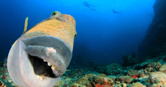 a titan triggerfish up close to the camera at a funny angle