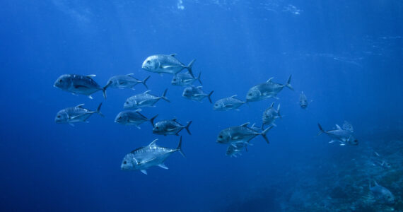 a school of trevally in the ocean