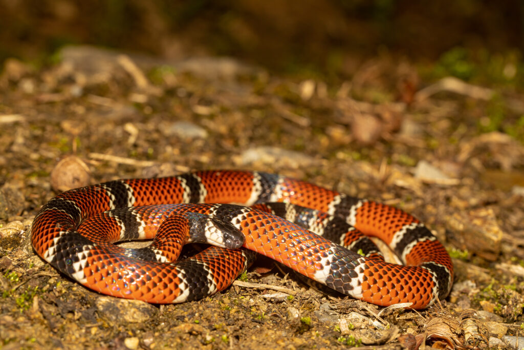 a painted coral snake