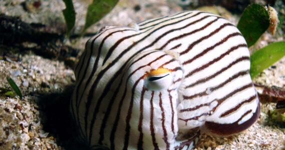 close up of a striped pyjama squid underwater