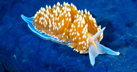 a poisonous nudibranch underwater