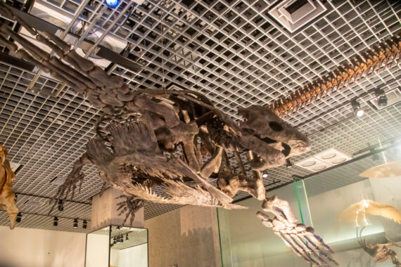 Archelon: The Giant Sea Turtle of the Cretaceous Period