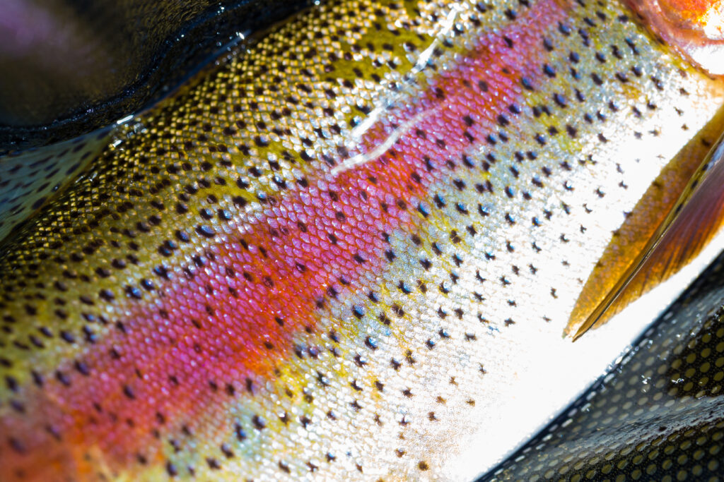 a close up of rainbow trout skin
