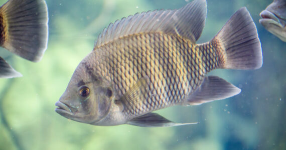 a tilapia swimming in the water