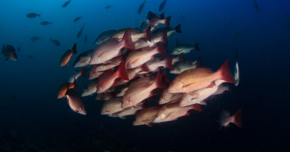 a school of red snapper in the ocean