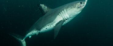 a salmon shark underwater eating a fish